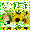 8月の誕生花【ひまわり】特集
