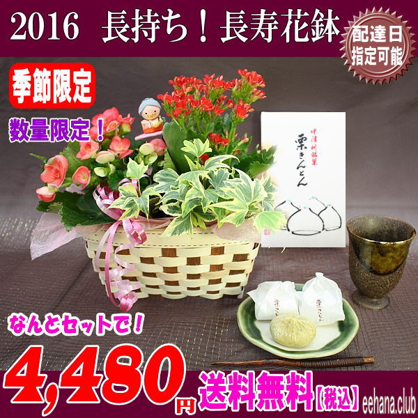 中津川「栗きんとん」と長寿花鉢セット!