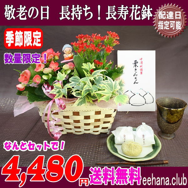 中津川「栗きんとん」と長寿花鉢セット!